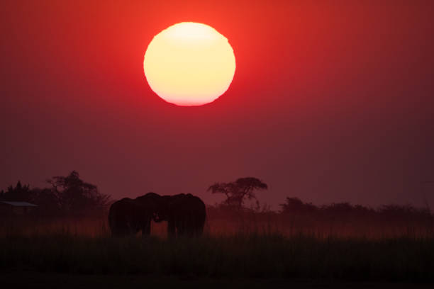 istock Elephant at Sunset in Chobe National Park, Botswana 1189705460