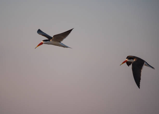 istock African Skimmer bird in Chobe National Park, Botswana 1189705580