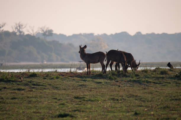 istock Red Lechwe in Chobe National Park, Botswana 1189705676