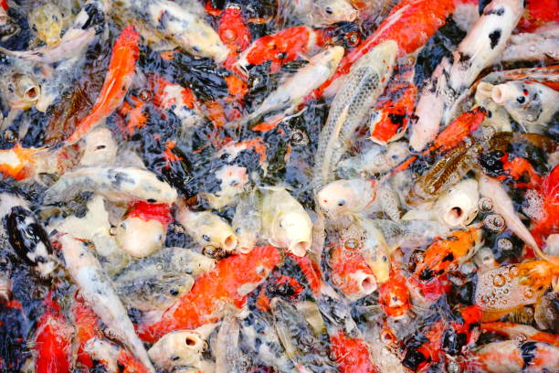 istock Colorful koi carp or fancy carp fish group in pond 1189705711