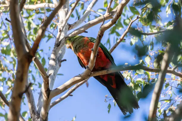 Australian King-parrot juvenile in a tree at Red Hill Nature Reserve, ACT, Australia on a spring morning in November 2019