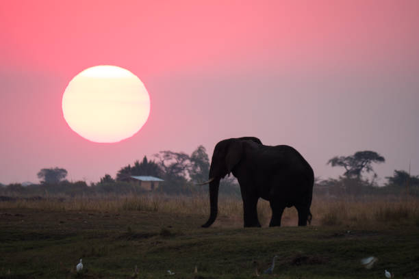 istock Elephant at Sunset in Chobe National Park, Botswana 1189705748