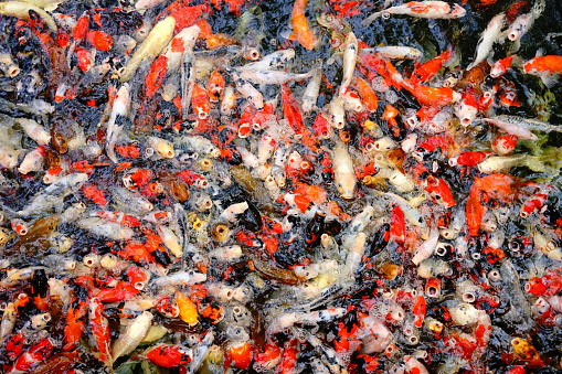 Carps in the pond with swimming