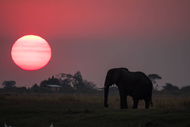 istock Elephant at Sunset in Chobe National Park, Botswana 1189705899
