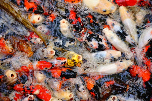 istock Koi fish near the water surface 1189705908