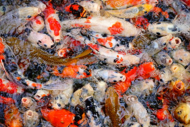 istock Colorful koi carp or fancy carp fish group in pond 1189705909