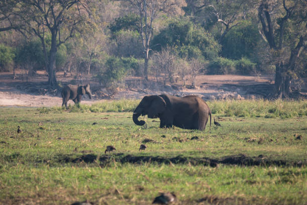 istock Elephant in Chobe National Park, Botswana 1189705917