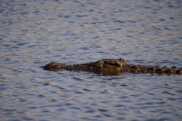 istock Crocodile in Chobe National Park, Botswana 1189705987