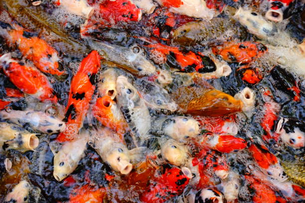 istock Colorful carp swimming 1189706566
