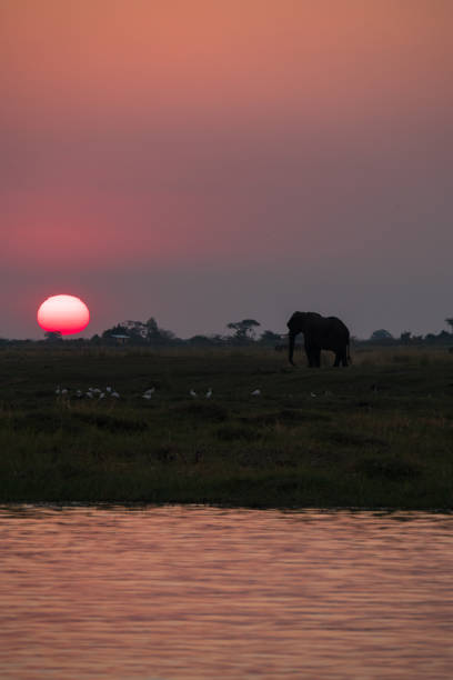 istock Elephant at Sunset in Chobe National Park, Botswana 1189706584