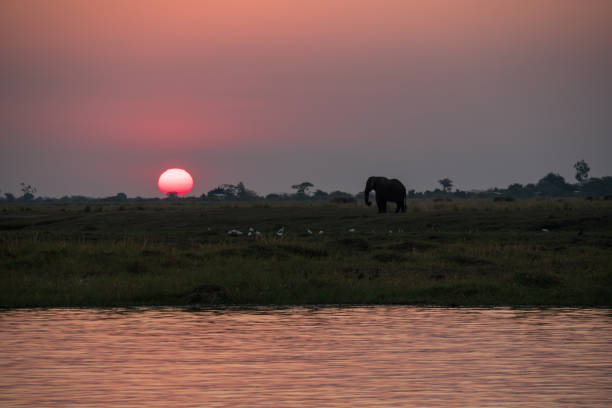 istock Elephant at Sunset in Chobe National Park, Botswana 1189706586
