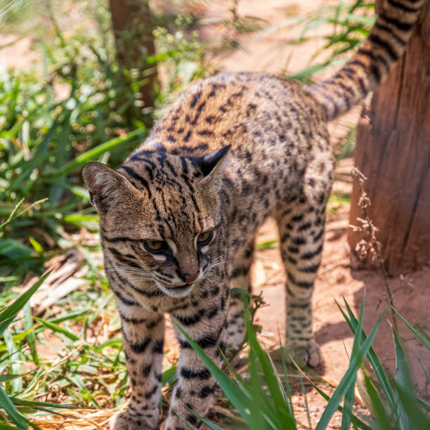 istock Geoffroy cat, Ocelot at Samaipata Bolivia. 1189706649