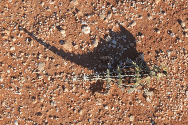 thorny devil reptil - thorny devil lizard stock-fotos und bilder