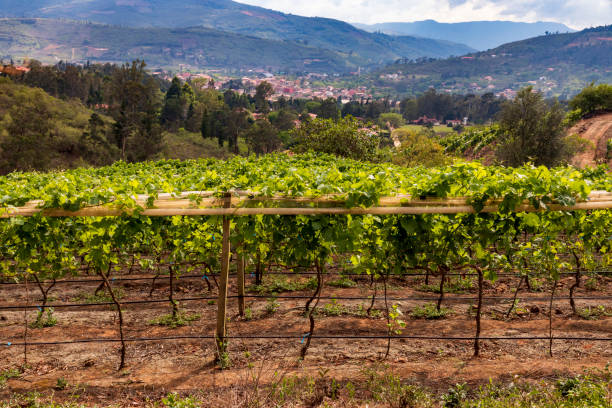 istock Vineyard and contryside  at Samaipata, Bolivia 1189706680