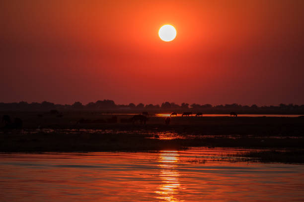 istock Sunset in Chobe National Park, Botswana 1189706693