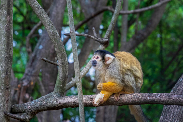 Little monkey in jungle at Samaipata , Bolivia.