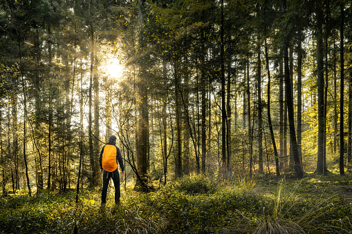 Sun is shining in forest with one man hiking on a hidden trail