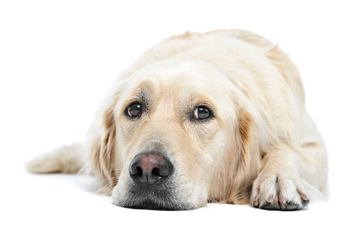 Studio shot of an adorable Golden retriever lying and looking sad - isolated on white background.