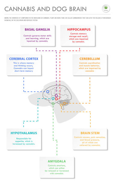 ilustraciones, imágenes clip art, dibujos animados e iconos de stock de infografía de negocios verticales de cannabis y dog brain - oilcan
