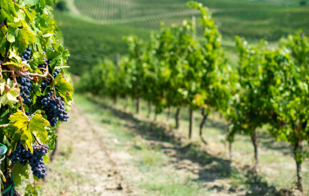 istock Vineyards on hill in a row. 1189709333