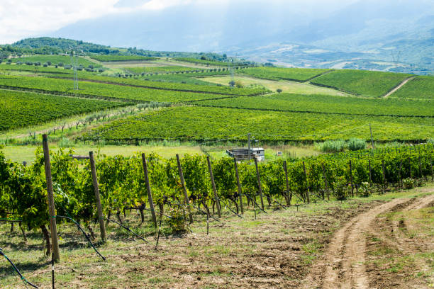 istock Vineyards on hill in a row. 1189709440