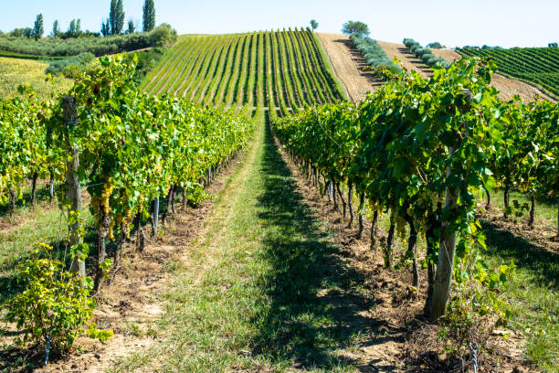 istock White grape vineyards in Italy. Italian winery. 1189709907