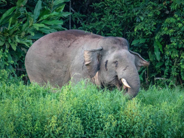 Borneo Pygmy Elephant eating grass along the Kinabatangan River Borneo Pygmy Elephant eating grass along the Kinabatangan River in the Kinabatangan Wildlife Sanctuary kinabatangan river stock pictures, royalty-free photos & images