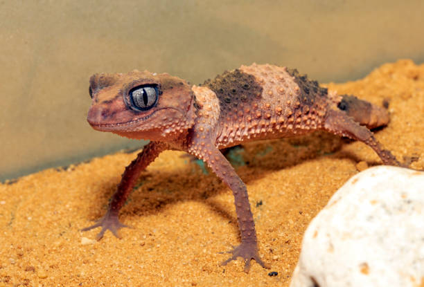 istock Banded Knob-tailed Gecko,Nephrurus wheeleri 1189711116