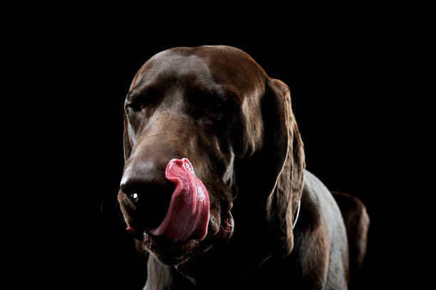 istock Studio headshot of a lovely deutsch kurzhaar 1189714879