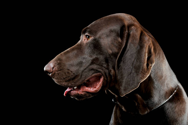 istock Studio shot of a lovely deutsch kurzhaar 1189714904