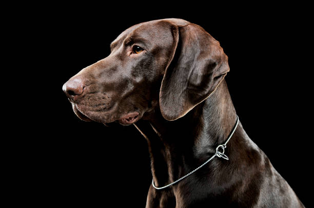 istock Studio headshot of a lovely deutsch kurzhaar 1189714918