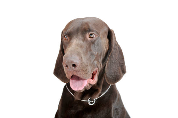 istock Studio headshot of a lovely deutsch kurzhaar 1189714950