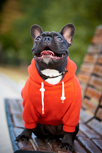 French Bulldog in a red hoody on a walk.