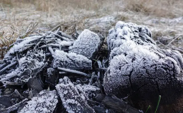 Photo of Burnt logs of an old bonfire covered with hoarfrost and ice crystals. Beautiful abstract background.