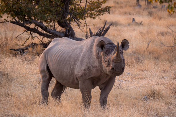 istock Rhino in Etosha National Park in Namibia 1189718882