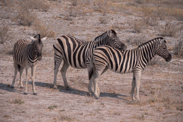 istock Zebra in Etosha National Park in Namibia 1189719238