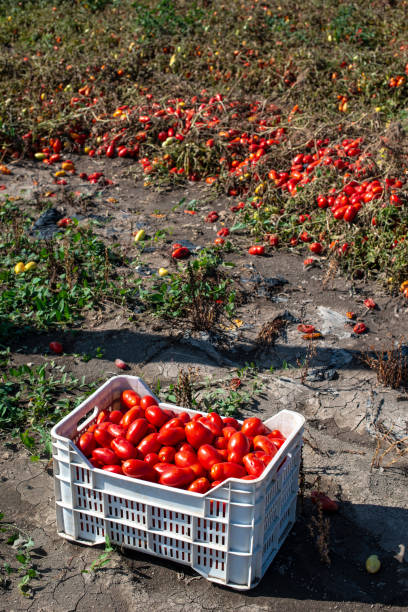 istock Picking tomatoes manually in crates. Tomato farm. Tomato variety for canning. 1189719369