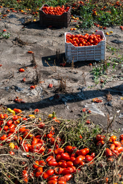 istock Picking tomatoes manually in crates. Tomato farm. Tomato variety for canning. 1189719416