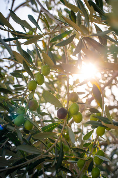 istock Ripe olives on branch. Sunlight. 1189720890