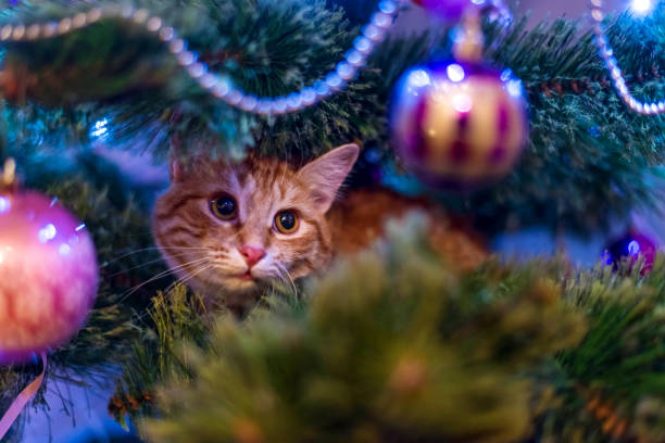 istock Cute red-haired kitten playing on a Christmas tree, Christmas background. 1189721062