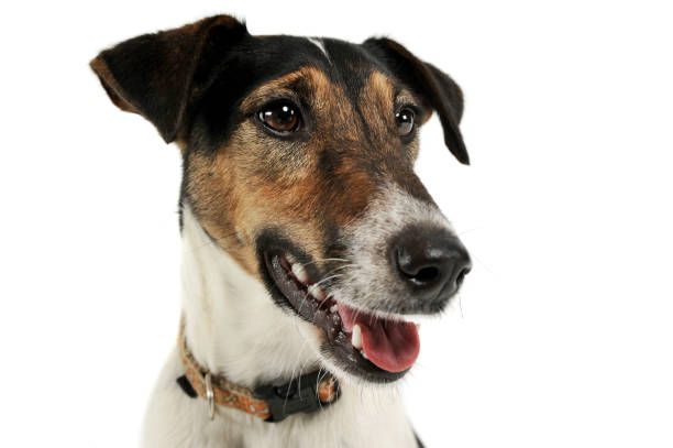 istock Portrait of an adorable Fox Terrier looking satisfied 1189721213