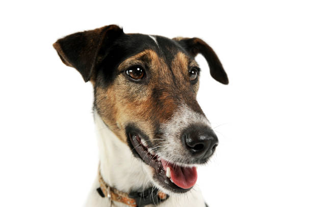 istock Portrait of an adorable Fox Terrier looking satisfied 1189721243