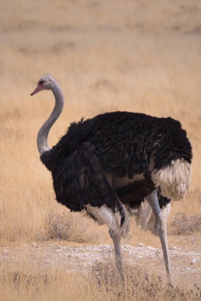 istock Ostrich in Etosha National Park in Namibia 1189721364