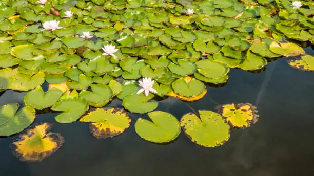 Photo of Leaves and lotus flowers in a pond