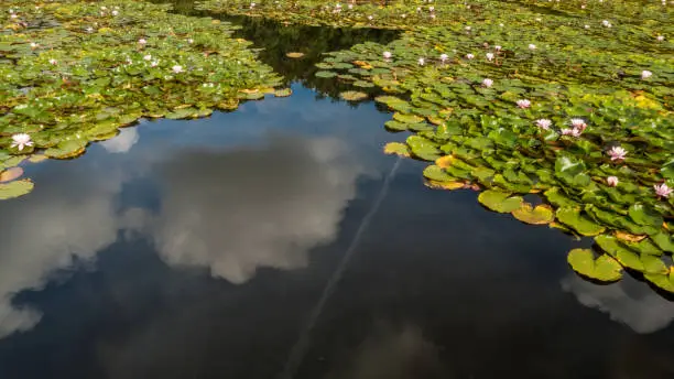 Photo of Leaves and lotus flowers in a pond