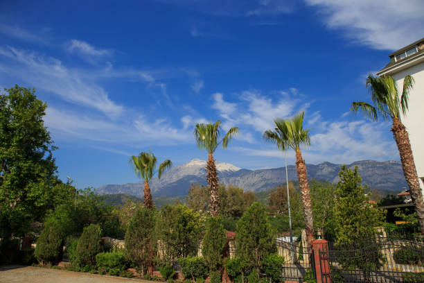 istock Palm trees in a mountain resort area 1189722079