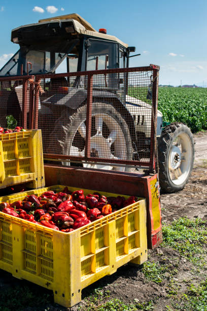 istock Mature big red peppers on tractor in a farm. 1189722423