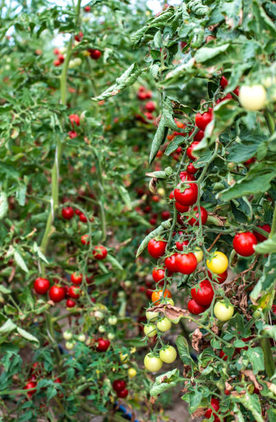 istock Small tomatoes in greenhouse 1189723366