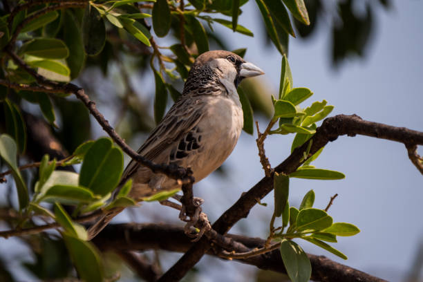 istock Sociable Weaver in Etosha National Park in Namibia 1189723520