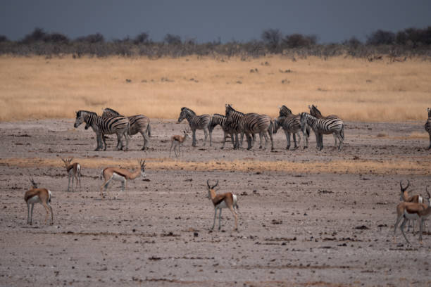 istock Etosha National Park in Namibia 1189723546
